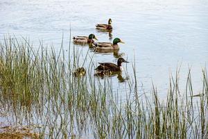 ducks with ducklings swimming on the Ebro River in Spain on a spring day photo