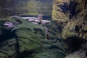 animal reptile turtle swimming in a zoo aquarium in close-up photo