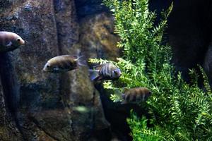 little fish animal swimming in the aquarium of the zoo of Zaragoza in Spain on a dark background photo