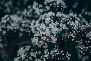 spring bush with small white flowers on a sunny day in close-up photo