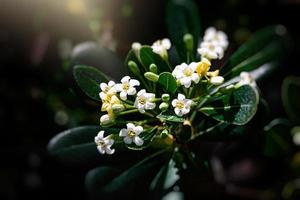 white flower of a bush close-up against a background of green leaves in sunshine spring day in the park photo