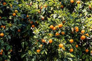 manaryn árbol con naranja frutas en contra el antecedentes de hierba hojas foto