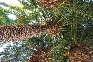hermosa natural antecedentes con exótico palma hojas y maletero foto