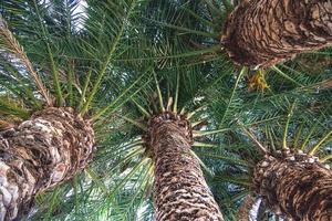hermosa natural antecedentes con exótico palma hojas y maletero foto