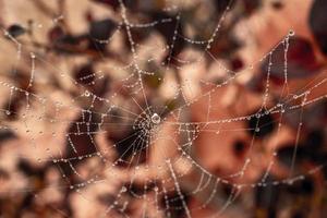 pequeño delicado agua gotas en un araña web en de cerca en un brumoso día foto