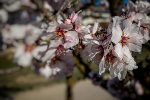 blooming fruit tree with white flowers on a sunny spring day photo