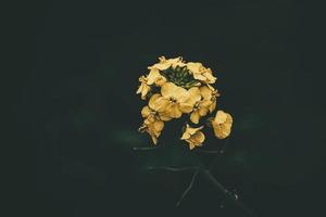 rapeseed flower over green background in close-up in a natural environment spring day photo