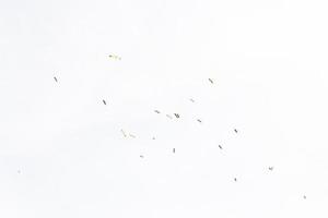 aves gratis salvaje gaviotas en vuelo en contra un claro cielo textura foto