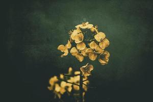 rapeseed flower over green background in close-up in a natural environment spring day photo