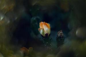 orange prickly pear flower on a cactus in a garden on a dark green background photo