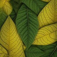 Green leaves with difference background on it photo