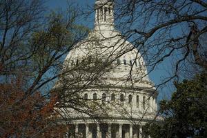 Washington corriente continua Capitolio detalle a través de árbol ramas foto