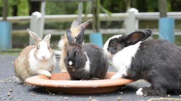 groupe de en bonne santé charmant lapins en mangeant nourriture sur la nature Contexte. video