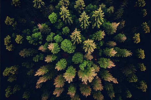illustration of top down view of the forest in spring. Spring landscape in the forest photo
