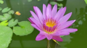 Lotus, flower lotus, blooming flower lotus video