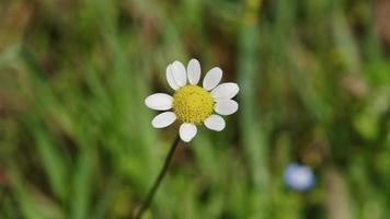 un isolé Marguerite balancement dans le vent, printemps video