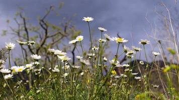 marguerites dans le jardin et les abeilles collecte pollen, printemps fleurs video