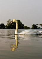 White swan in lake photo