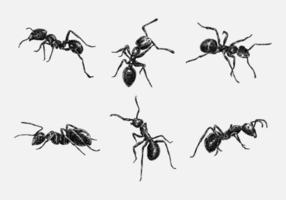 Set of hand drawn illustration of an ant.  sketch, realistic drawing, black and white. With different size, type, gesture, type. Vector illustration monochrome color.