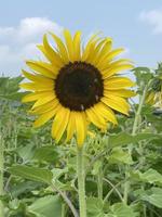 Beautiful sunflower in field photo