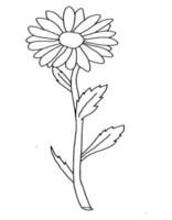 outline flower of daisy on white background vector