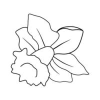 outline flower of daffodil on white background vector