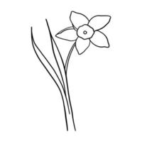 outline flower of daffodil on white background vector