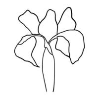 outline flower of iris on white background vector