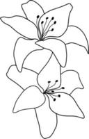 Outline flower of lily on white background. vector illustartion