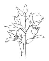 Outline flower of lily on white background. vector illustartion