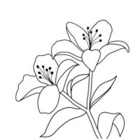 Outline flower of lily on white background. vector illustartion