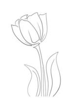 Tulips line art drawing vector