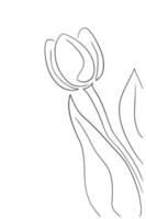 Tulips line art drawing vector