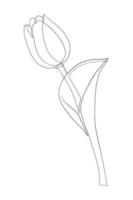 Tulips line art drawing vector