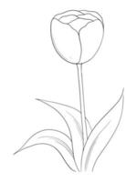 Outline tulip flower isolated on white background vector