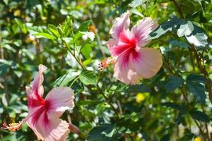 Pink hibiscus flower with beautiful petals and pollen blooming in the garden of Bangkok, Thailand photo