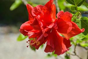 Pink hibiscus flower with beautiful petals and pollen blooming in the garden of Bangkok, Thailand photo