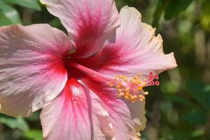 Pink hibiscus flower with beautiful petals and pollen blooming in the garden of Bangkok, Thailand photo