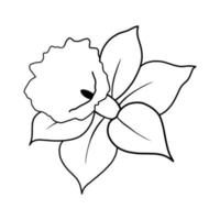 outline flower of daffodil on white background vector