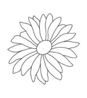 outline flower of daisy on white background vector