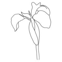 outline flower of iris on white background vector