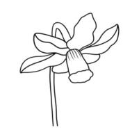 outline flower of daffodil on white background vector