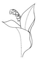 outline flower of lily of the valley on white background vector