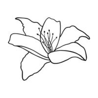 Outline flower of lily on white background. vector illustartion