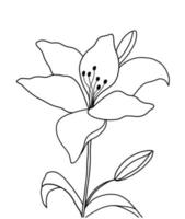 Outline flower of lily on white background. vector illustartion