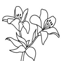 Outline flower of lily on white background. vector illustartion