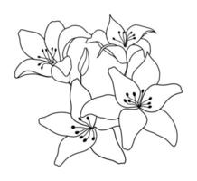 Outline flower of lily on white background. vector illustartion