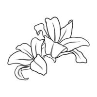 Outline flower of lily on white background. vector illustartion