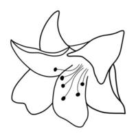 Outline flower of lily on white background. vector illustartion