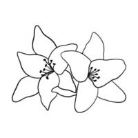 Outline flower of lily on white background. vector illustartion